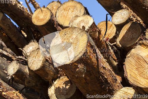 Image of wood pine