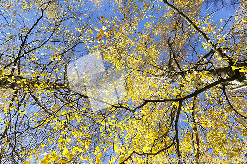 Image of spring tree