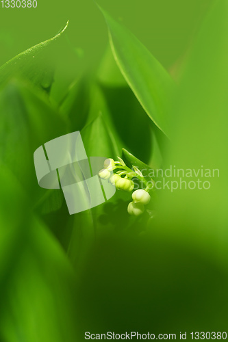 Image of Lily of the valley in spring garden