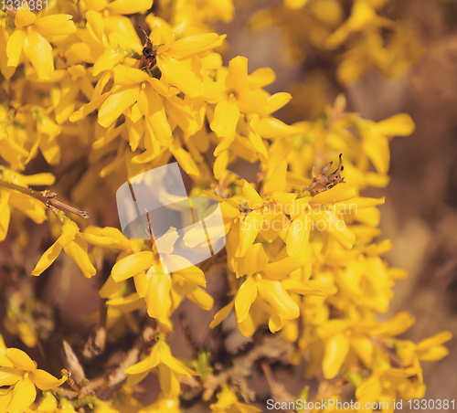 Image of Yellow spring flower forsythia