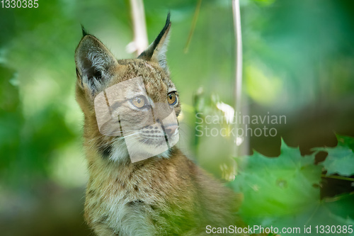 Image of cute small kitten of Lynx