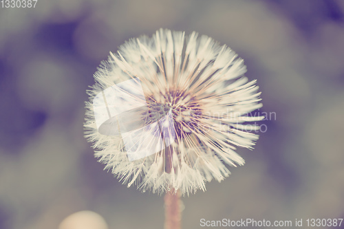 Image of close up of Dandelion on background green grass