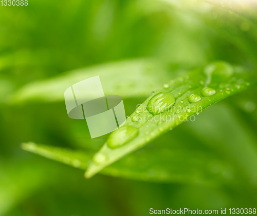 Image of water drops on green plant leaf