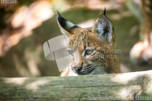 Image of cute small kitten of Lynx