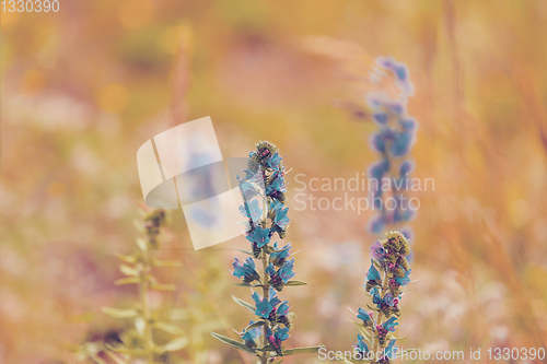 Image of summer blueweed flower blossom