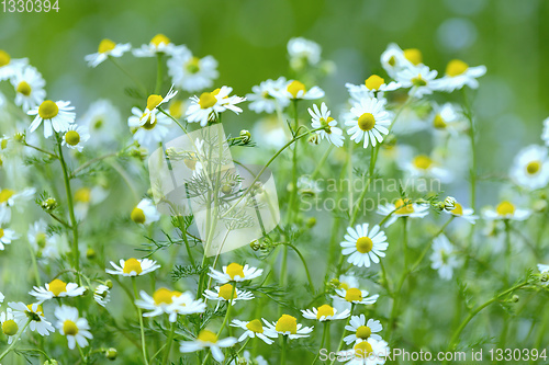 Image of Chamomile field flowers