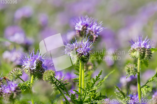 Image of purple tansy field, countryside