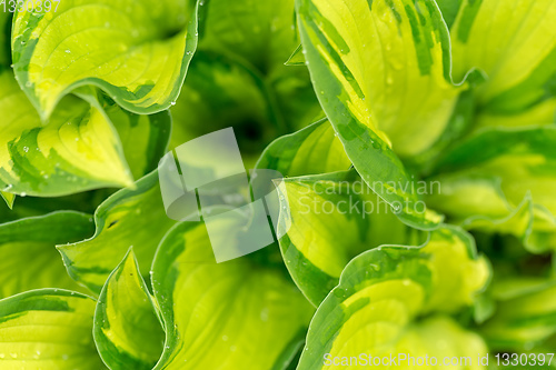 Image of water drops on green plant leaf