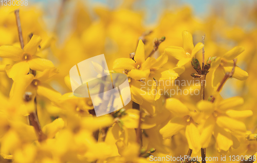 Image of Yellow spring flower forsythia