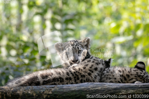 Image of kitten of Snow Leopard cat, Irbis