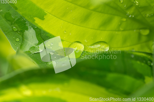 Image of water drops on green plant leaf