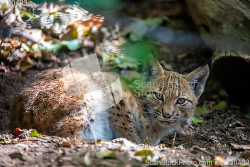 Image of cute small kitten of Lynx