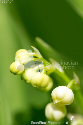 Image of Lily of the valley in spring garden