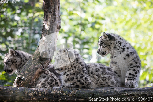 Image of kitten of Snow Leopard cat, Irbis