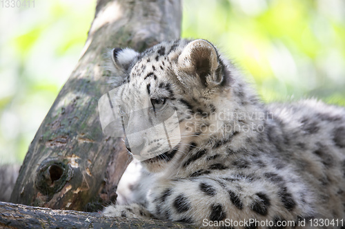Image of kitten of Snow Leopard cat, Irbis