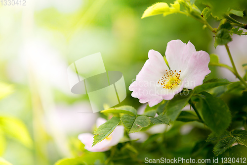 Image of Rose hip or rosehip flower