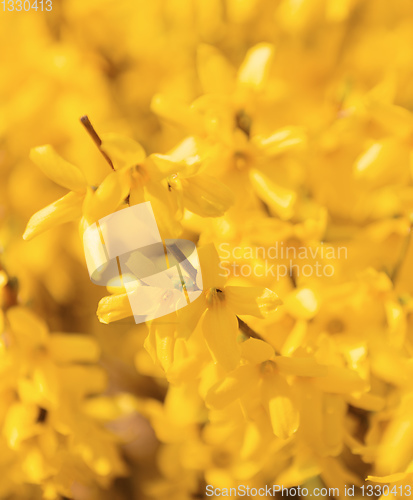 Image of Yellow spring flower forsythia