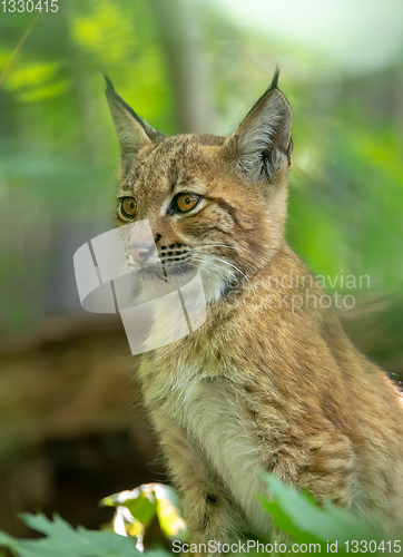 Image of cute small kitten of Lynx