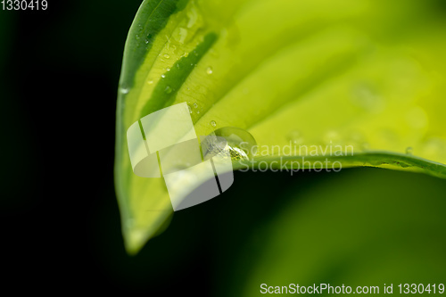 Image of water drops on green plant leaf