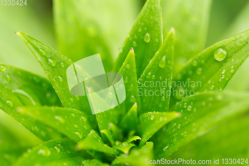 Image of water drops on green plant leaf