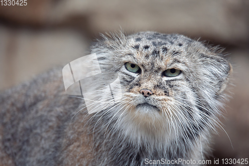 Image of Pallas\'s cat, Otocolobus manul