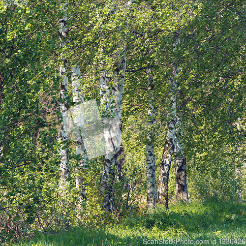 Image of birch tree in spring countryside