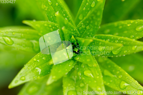 Image of water drops on green plant leaf