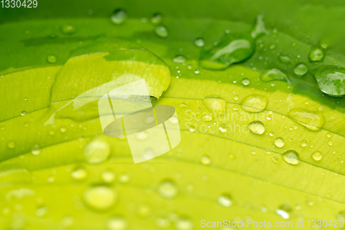 Image of water drops on green plant leaf
