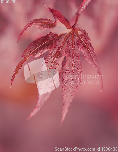 Image of water drops on red maple leaf