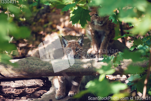 Image of cute small kitten of Lynx