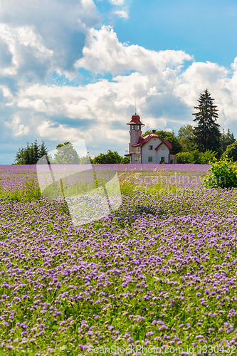 Image of purple tansy field, countryside