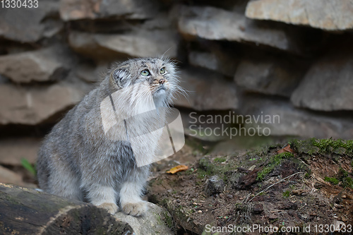 Image of Pallas\'s cat, Otocolobus manul