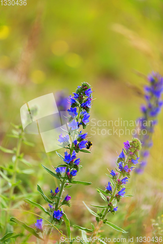 Image of summer blueweed flower blossom