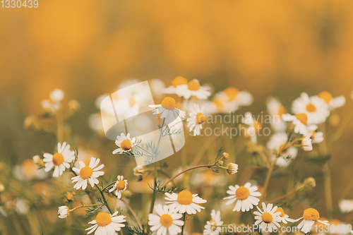 Image of Chamomile field flowers