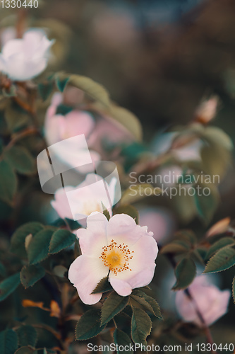 Image of Rose hip or rosehip flower