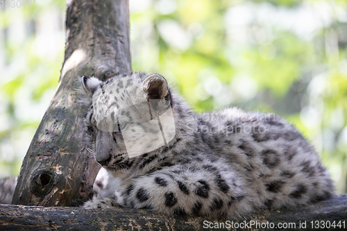 Image of kitten of Snow Leopard cat, Irbis