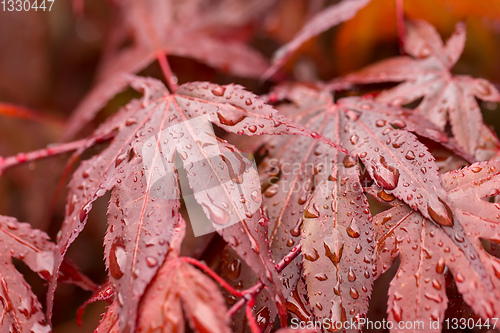 Image of water drops on red maple leaf