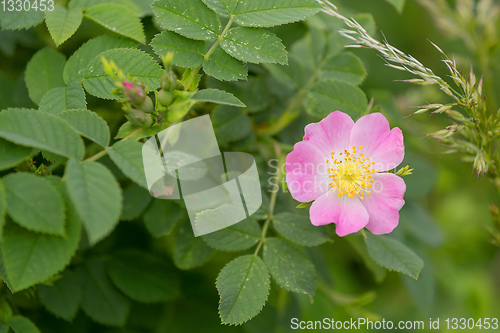 Image of Rose hip or rosehip flower