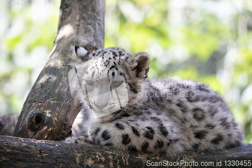 Image of kitten of Snow Leopard cat, Irbis