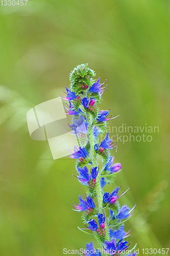 Image of summer blueweed flower blossom