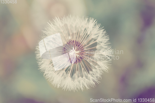 Image of close up of Dandelion on background green grass