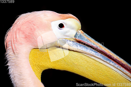 Image of Great White Pelican