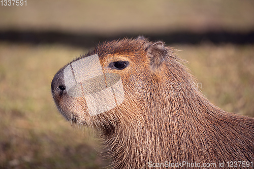 Image of Capybara, Hydrochoerus hydrochaeris