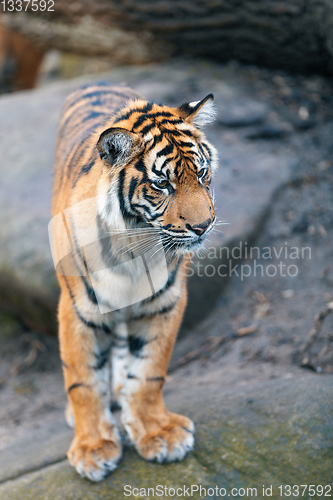 Image of Sumatran Tiger, Panthera tigris sumatrae