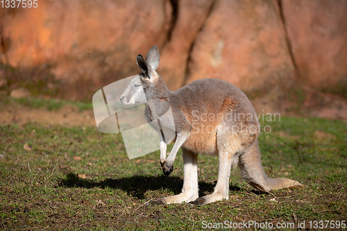 Image of Red kangaroo, Megaleia rufa