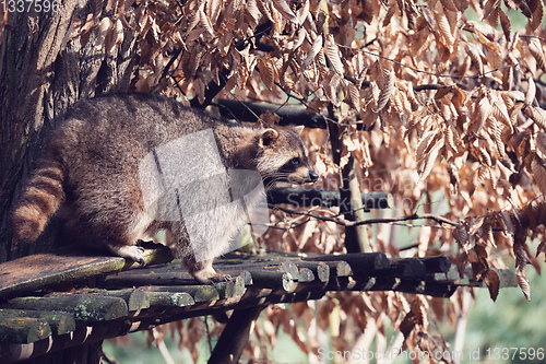 Image of portrait of North American raccoon