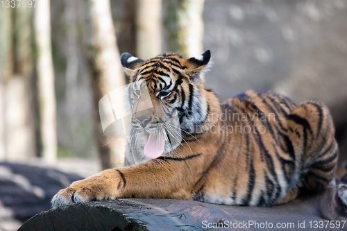 Image of Sumatran Tiger, Panthera tigris sumatrae