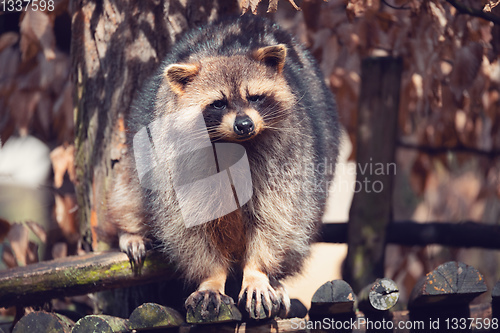 Image of portrait of North American raccoon