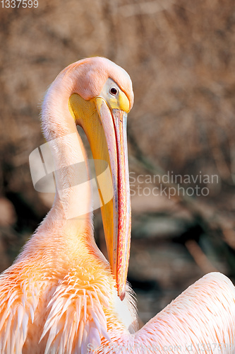 Image of Great White Pelican