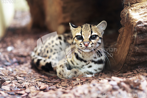 Image of Margay, Leopardus wiedii, a rare South American cat